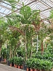 Кариота митис H620 D310 в интернет-магазине Greentrend.ru