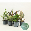 Фикус Микс D8 H15 в интернет-магазине Greentrend.ru