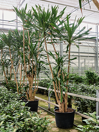 Драцена гимея H475 D260 в интернет-магазине Greentrend.ru