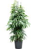 Фикус Биннендейка Амстел Кинг H210 D70 в интернет-магазине Greentrend.ru