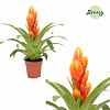 Фризея Intenso Apricot Orange в интернет-магазине Greentrend.ru