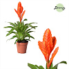 Фризея Oberon Orange в интернет-магазине Greentrend.ru