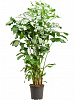 Кариота Митис D80 H175 в интернет-магазине Greentrend.ru