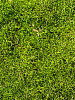 Мох Longmoss Forest green 4 windowbox = ca 1.32 m² в интернет-магазине Greentrend.ru