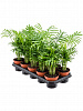 Хамедорея изящная (Элеганс) D12 H45 в интернет-магазине Greentrend.ru