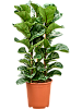 Фикус лировидный (Лирата) Бамбино H120 D50 в интернет-магазине Greentrend.ru