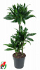 Драцена душистая (Фрагранс) Green Jewel H110 в интернет-магазине Greentrend.ru
