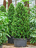 Фикус микрокарпа Мокламе H330 D125 в интернет-магазине Greentrend.ru