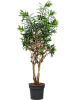 Драцена отогнутая (Рефлекса) H230 D70 в интернет-магазине Greentrend.ru