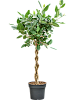 Фикус Бенгальский Одри H185 D75 в интернет-магазине Greentrend.ru