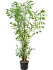 Кариота митис H335 D170 в интернет-магазине Greentrend.ru