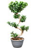 Фикус микрокарпа Гинсенг H110 в интернет-магазине Greentrend.ru