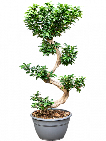 Фикус микрокарпа Гинсенг H110 в интернет-магазине Greentrend.ru