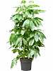 Шеффлера лучелистная Амате D90 H180 в интернет-магазине Greentrend.ru