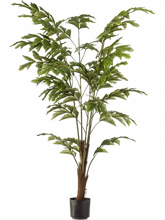 Кариота искусственная в интернет-магазине Зелёная тенденция Кариота искусственная в интернет-магазине Greentrend.ru