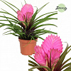 Тилландсия Josee Pink в интернет-магазине Greentrend.ru