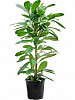 Фикус Циатистипула D50 H100 в интернет-магазине Greentrend.ru