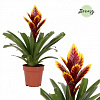 Фризея Intenso Purple Flame Puple в интернет-магазине Greentrend.ru