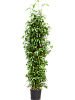 Драцена Суркулоза (Годсефа) H260 D70 в интернет-магазине Greentrend.ru