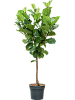 Фикус лировидный (Лирата) H210 D90 в интернет-магазине Greentrend.ru