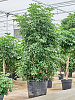 Шеффлера древовидная (Арборикола) D120 H230 в интернет-магазине Greentrend.ru