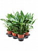 Спатифиллум Даймонд D30 H50 в интернет-магазине Greentrend.ru