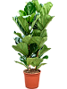 Фикус лировидный (Лирата) H120 D40 в интернет-магазине Greentrend.ru