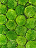 Мох Ball moss Moss green Ca. 1 m² bulk в интернет-магазине Greentrend.ru