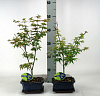 Клён дланевидный Little Princess H30 в интернет-магазине Greentrend.ru