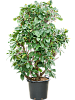Фикус Циатистипула H210 D110 в интернет-магазине Greentrend.ru