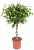 Фикус Экзотика D30 H140 в интернет-магазине Greentrend.ru