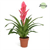 Фризея Salima Pink в интернет-магазине Greentrend.ru