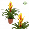Фризея Intenso Yellow Flame Yellow/Red в интернет-магазине Greentrend.ru