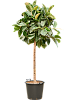 Фикус Эластика Робуста H225 D85 в интернет-магазине Greentrend.ru