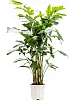 Кариота митис H140 D45 в интернет-магазине Greentrend.ru
