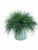 Овсяница сизая Intense Blue D23 H40 в интернет-магазине Greentrend.ru