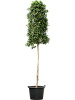 Фикус мелкоплодный Нитида H450 D110 в интернет-магазине Greentrend.ru