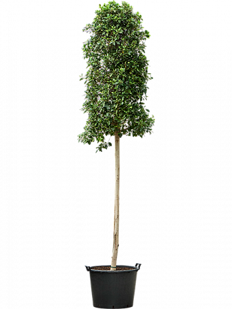 Фикус мелкоплодный Нитида H450 D110 в интернет-магазине Greentrend.ru