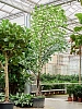 Кариота жгучая, винная пальма H400 D250 в интернет-магазине Greentrend.ru