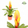 Фризея Delphinus Yellow в интернет-магазине Greentrend.ru