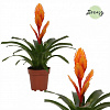 Фризея Intenso Orange Orange в интернет-магазине Greentrend.ru