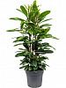 Фикус Циатистипула D30 H130 в интернет-магазине Greentrend.ru