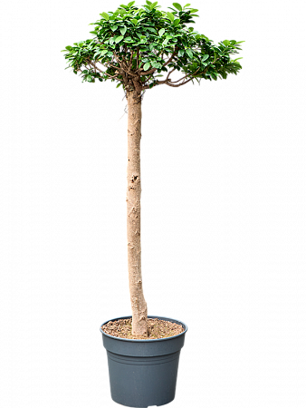 Фикус микрокарпа Компакта H200 D80 в интернет-магазине Greentrend.ru