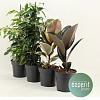 Фикус Микс D14 H40 в интернет-магазине Greentrend.ru