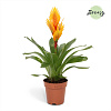 Фризея Intenso Orange Flame Orange в интернет-магазине Greentrend.ru