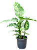 Диффенбахия пятнистая H70 D40 в интернет-магазине Greentrend.ru