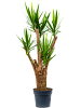 Юкка гигантская H180 D60 в интернет-магазине Greentrend.ru