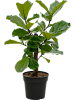 Фикус лировидный (Лирата) H130 D60 в интернет-магазине Greentrend.ru