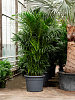 Ховея (Кентия) Форстера большая D180 H300 в интернет-магазине Greentrend.ru