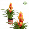 Фризея Cato Yellow Orange в интернет-магазине Greentrend.ru
